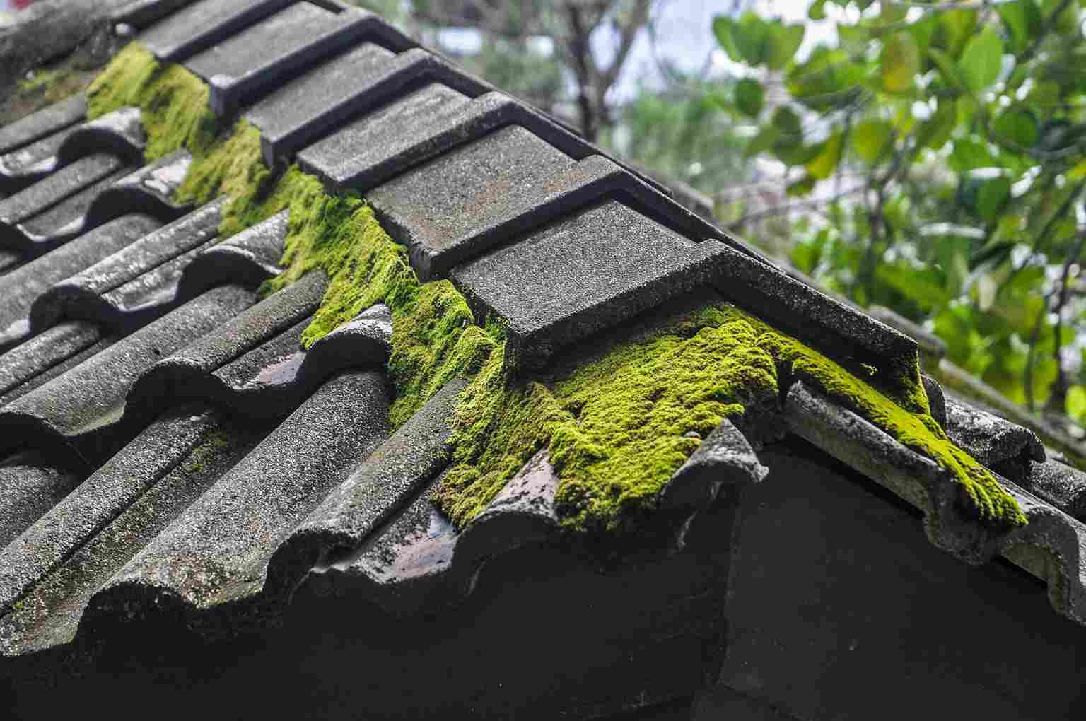 Moss Effect Roof