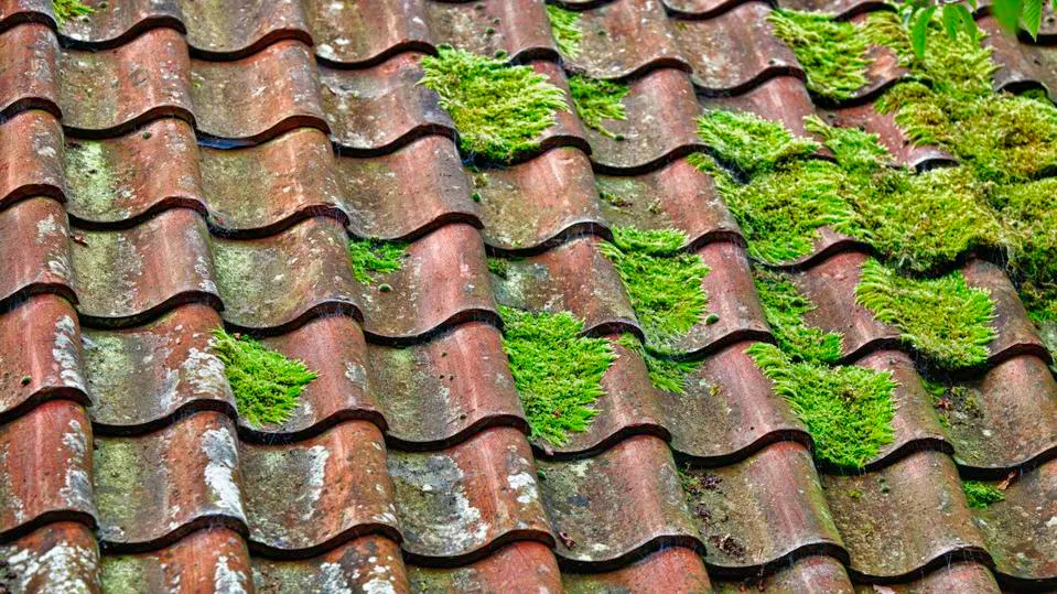 Moss on Roof Effect it