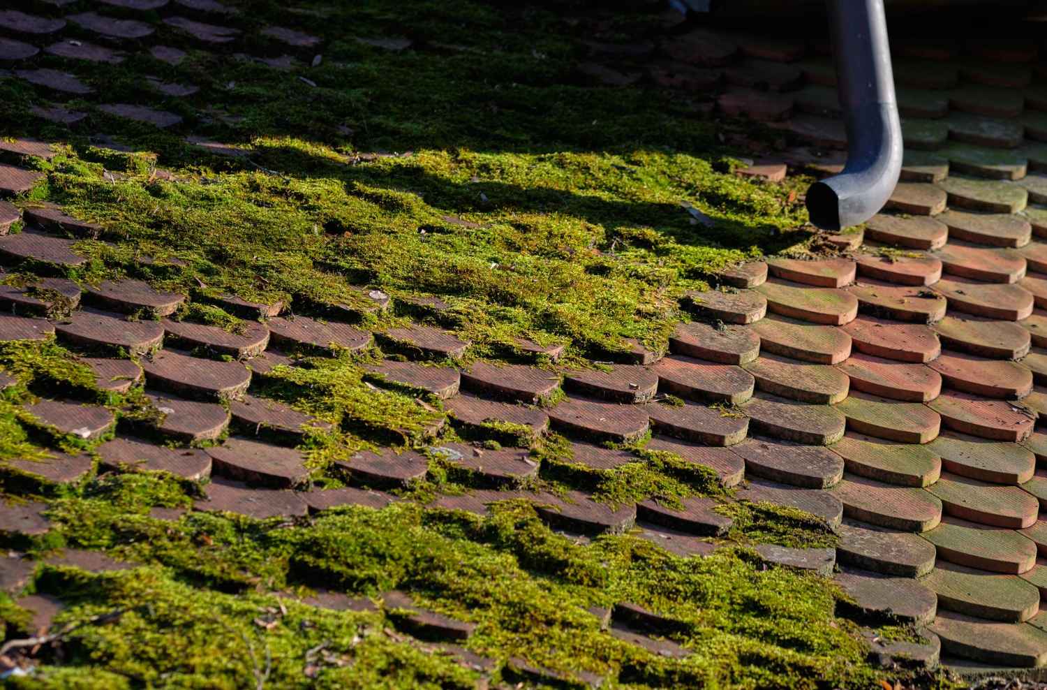 how-does-moss-affect-your-roof-tiles