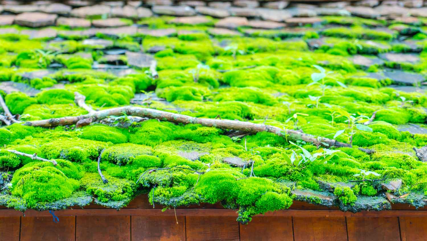 how-does-moss-affect-your-roof-tiles