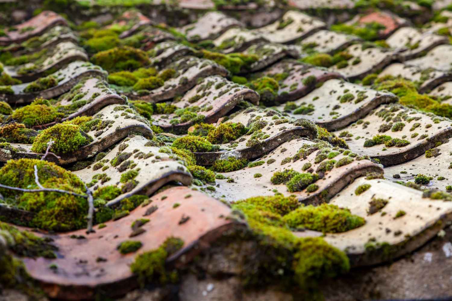 how-does-moss-affect-your-roof-tiles